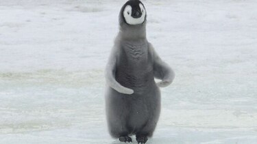 Casi no nacen pingüinos emperador en zona de la Antártida