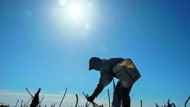 Precios agrícolas seguirán bajos
