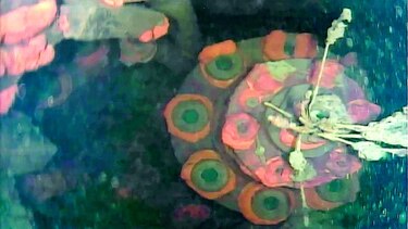 Robot captura imágenes dentro de reactor de Fukushima