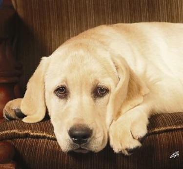 El Minsa aclara que se puede sacar a las mascotas en el tiempo que le corresponde salir a sus dueños