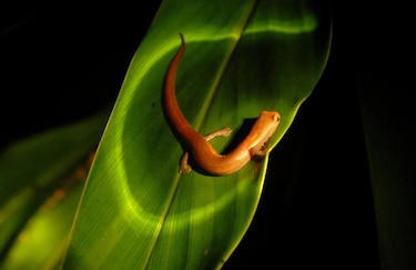 Salamandras evolucionan a corto y medio plazo