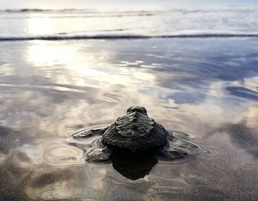 En un año se ha liberado a 12 mil tortugas marinas en isla Cañas