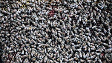 El plan es atraer a las abejas
