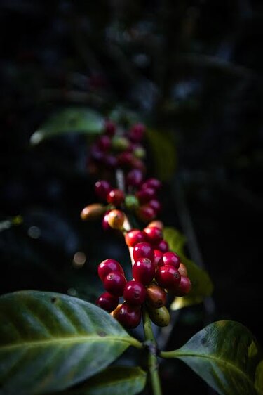 Café geisha de Panamá consolida su nombre en el mundo de los cafés de especialidad