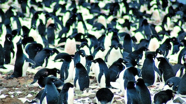 Hallan millones de pingüinos adelaida