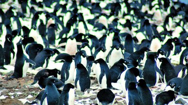 Hallan millones de pingüinos adelaida