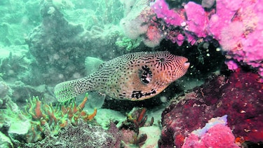 Mortandad de especies en arrecife de coral
