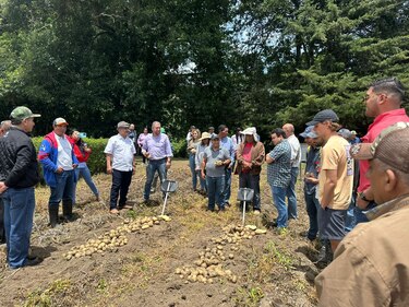Productores panameños apostarán por una nueva variedad de papa