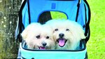 Bijou y Matisse, madre e hijo