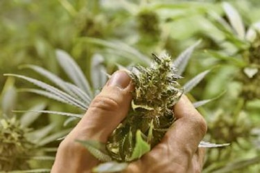 Colorado da primeras licencias para venta de marihuana