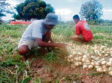 Cebolleros de Natá defenderán precios