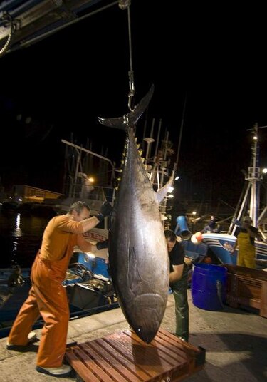 Comisión del PE apoya restringir la pesca de atún rojo en el Mediterráneo