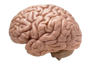 Cultivan partes de cerebro humano para estudios