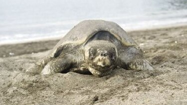 Instalarán centro para la conservación de tortugas