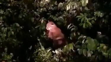 Rescatan a un puma en el sector de Tierra Prometida