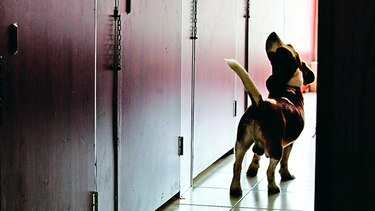 Los perros podrán viajar en el metro de Madrid
