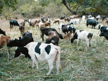 Monagrillo se prepara para la feria nacional de ganado lechero