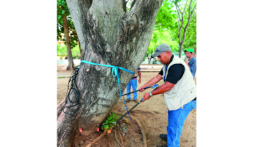 Análisis del verde urbano