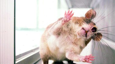 Ratas son usadas para detectar tuberculosis
