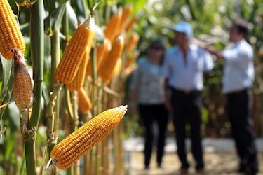 Científicos de Estados Unidos crean un maíz para potenciar la proteína
