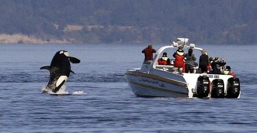 Barcos reducen su velocidad para ayudar a proteger a orcas