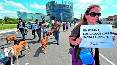 Desean rescatar a los galgos maltratados en España