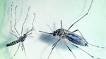 La lucha para combatir el dengue y otros virus