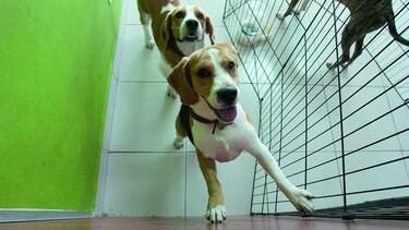 Piden rigor contra el maltrato
