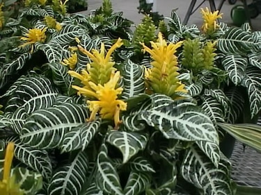 Científicos descubren nueva especie de planta en Colón