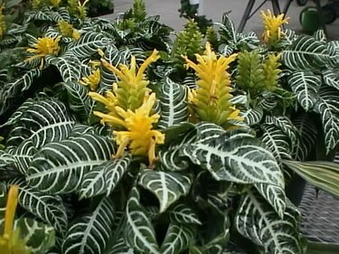 Científicos descubren nueva especie de planta en Colón