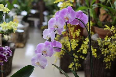 El poder de las orquídeas