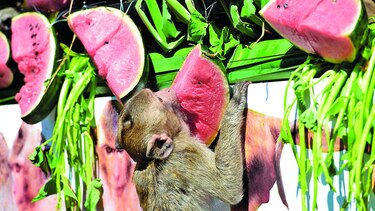 Un festín para los monos en Tailandia