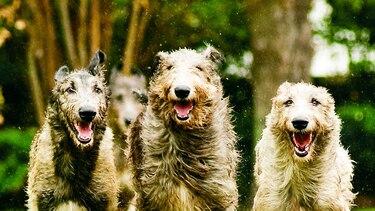 Campaña contra las carreras caninas