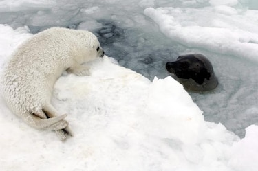 Caza de focas debería crecer 40% en 2013 en Canadá, dice la industria