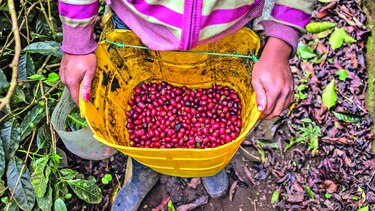Producción de café sube 8.1% en marzo