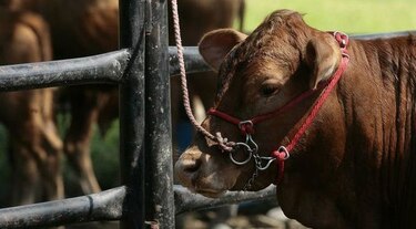 Chile suspende importación de carne colombiana por brote de fiebre aftosa