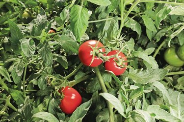 Crisis del agro quedará en manos del próximo gobierno
