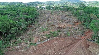 Obras viales  arrasan con árboles