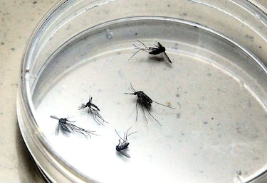Malaria ‘falciparum’, al acecho; hay ocho casos