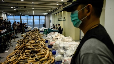 Hong Kong prohibe la venta de marfil