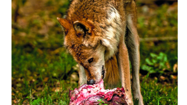 La reconquista europea del lobo