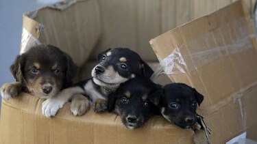 En Panamá se registran entre dos y tres adopciones de mascotas al día
