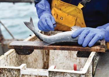 Sector pesca en negociaciones de ‘posbrexit’