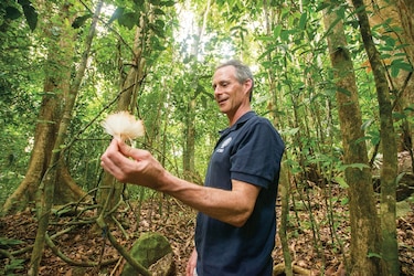 El aumento de las lianas en los bosques, las  perturbaciones naturales y el cambio climático