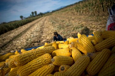 Proponen prohibir transgénicos  en Colombia