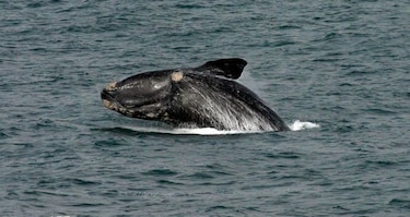 Ballenas adaptan su comunicación para proteger a sus crías
