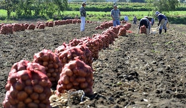 Soberanía alimentaria, en riesgo por importaciones