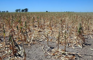 Programa Mundial de Alimentos de la ONU pide ayuda ante sequía en Centroamérica