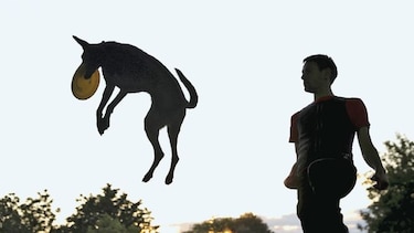 Ventas dudosas de animales de compañía en Estados Unidos
