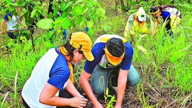 Urge nueva legislación sobre incentivos forestales